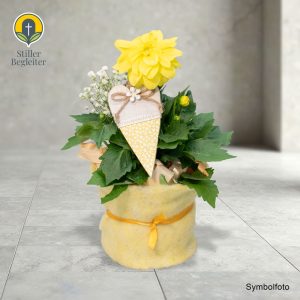 Dahlie, Mit passender Manschette um den Topf und Herz Topf, Durchmesser ca. 10 cm
