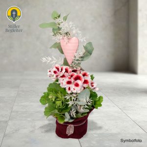 Englische Pelargonie, mit passender Manschette um den Topf und dekoriert, Durchmesser ca. 10 cm